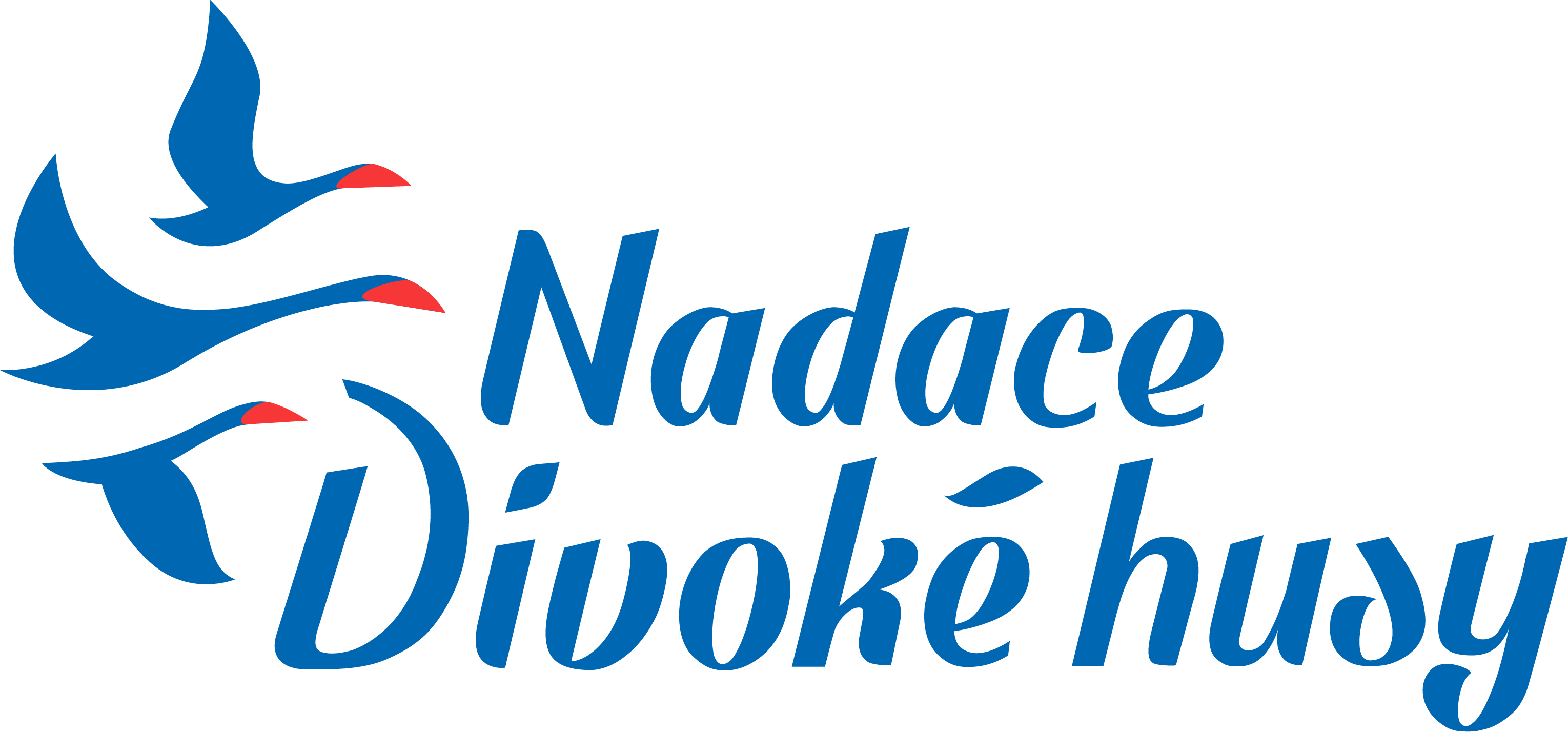 divoke husy
